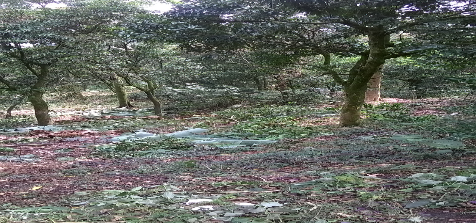 Cundinamarca, La Mesa, 0 ,0,Finca,Venta,4416