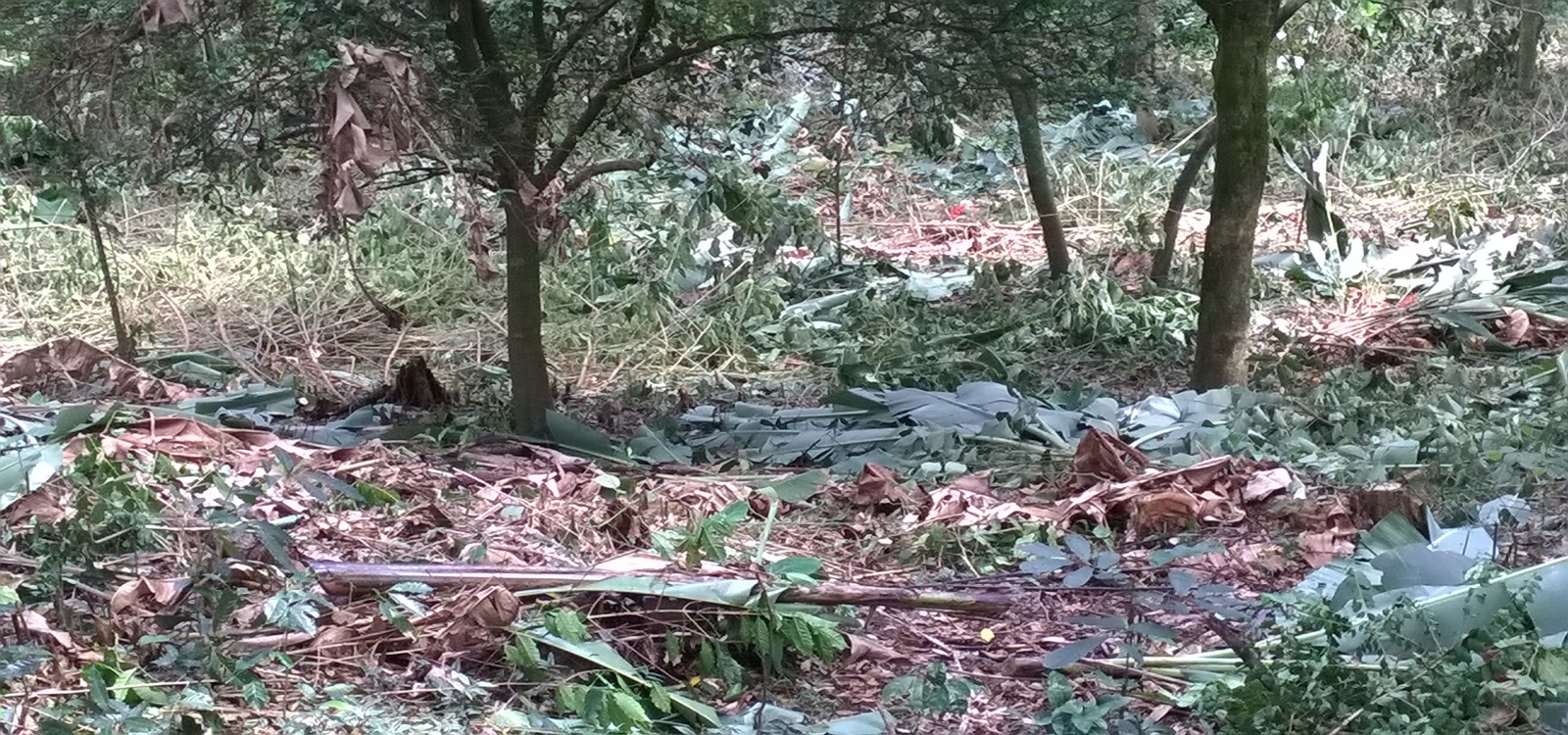 Cundinamarca, La Mesa, 0 ,0,Finca,Venta,4416